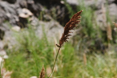 Cistothorus platensis