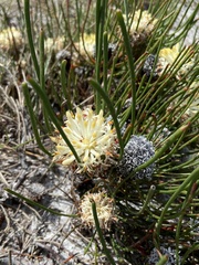 Isopogon
