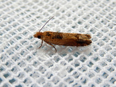 Crocidosema plebejana