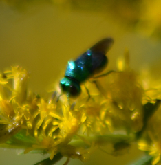 Perilampidae