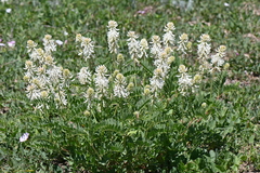 Astragalus bisulcatus