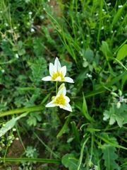 Nothoscordum