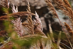 Cistothorus platensis