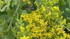Callandrena