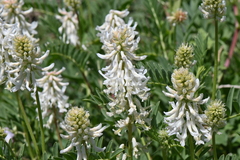 Astragalus bisulcatus