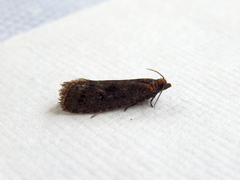 Cryptaspasma sordida