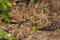 Crotalus molossus oaxacus