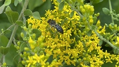 Callandrena