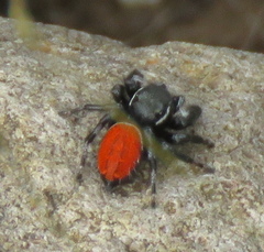 Phidippus carneus