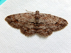 Didymoctenia exsuperata