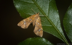 Musotima nitidalis