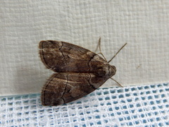 Corula geometroides