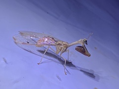 Dicromantispa interrupta