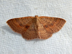 Epicyme rubropunctaria