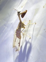 Dicromantispa interrupta