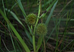 Sparganium emersum