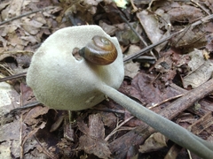 Helvella macropus