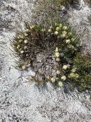 Isopogon