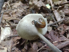 Helvella macropus