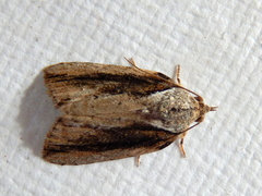 Etanna clopaea