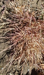 Cleistogenes squarrosa