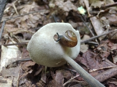 Helvella macropus
