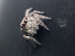 Opisthoncus polyphemus