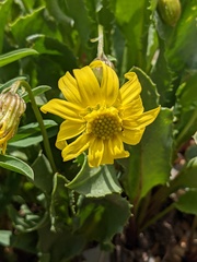 Senecio amplectens