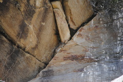 Octodontomys gliroides