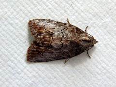 Etanna clopaea
