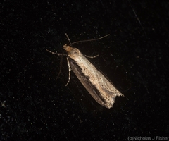 Leptocroca sanguinolenta