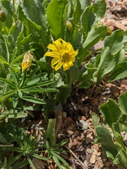 Senecio amplectens