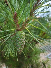 Pinus contorta contorta