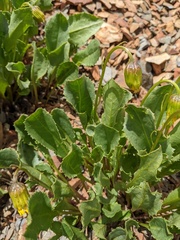 Senecio amplectens