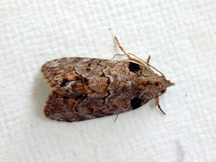 Etanna clopaea