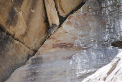 Octodontomys gliroides