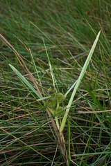 Sparganium emersum