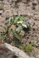 Schizopetalon