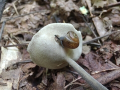 Helvella macropus