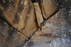Octodontomys gliroides