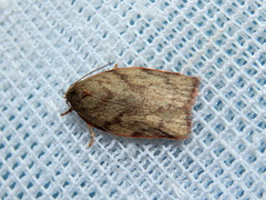 Euchaetis inceptella