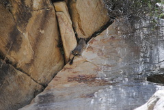 Octodontomys gliroides
