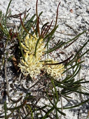 Isopogon