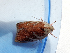Euchaetis rhizobola