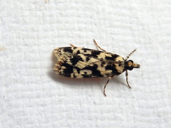 Eudonia aphrodes