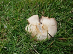 Clitocybe brunneocephala