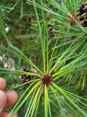 Pinus contorta contorta
