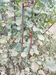 Amelanchier cusickii