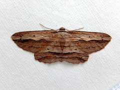 Euphronarcha luxaria