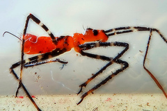 Zelus longipes